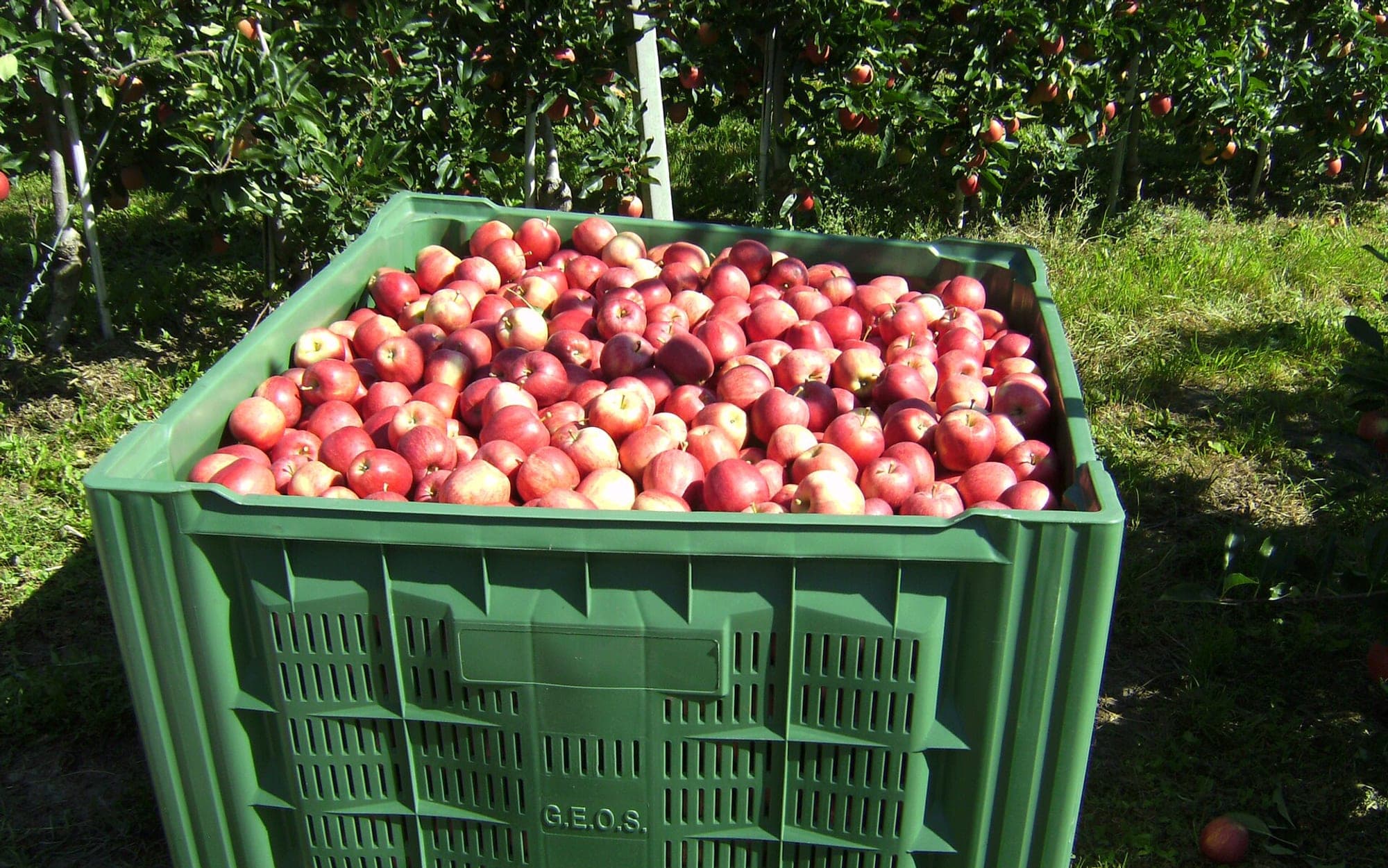 Freshly picked fruit collected in harvest crates