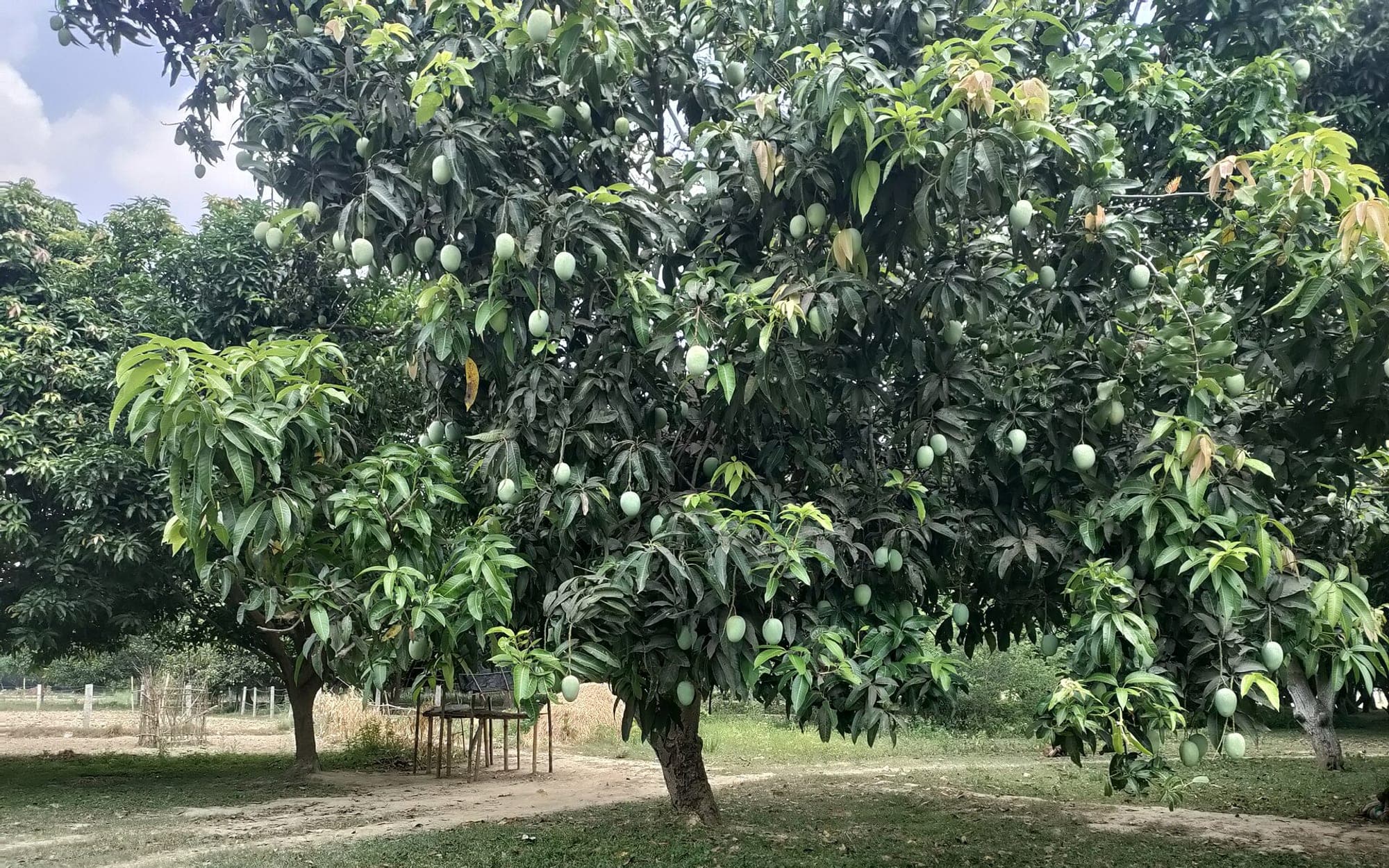 Rows of fruit trees in an orchard under cultivation