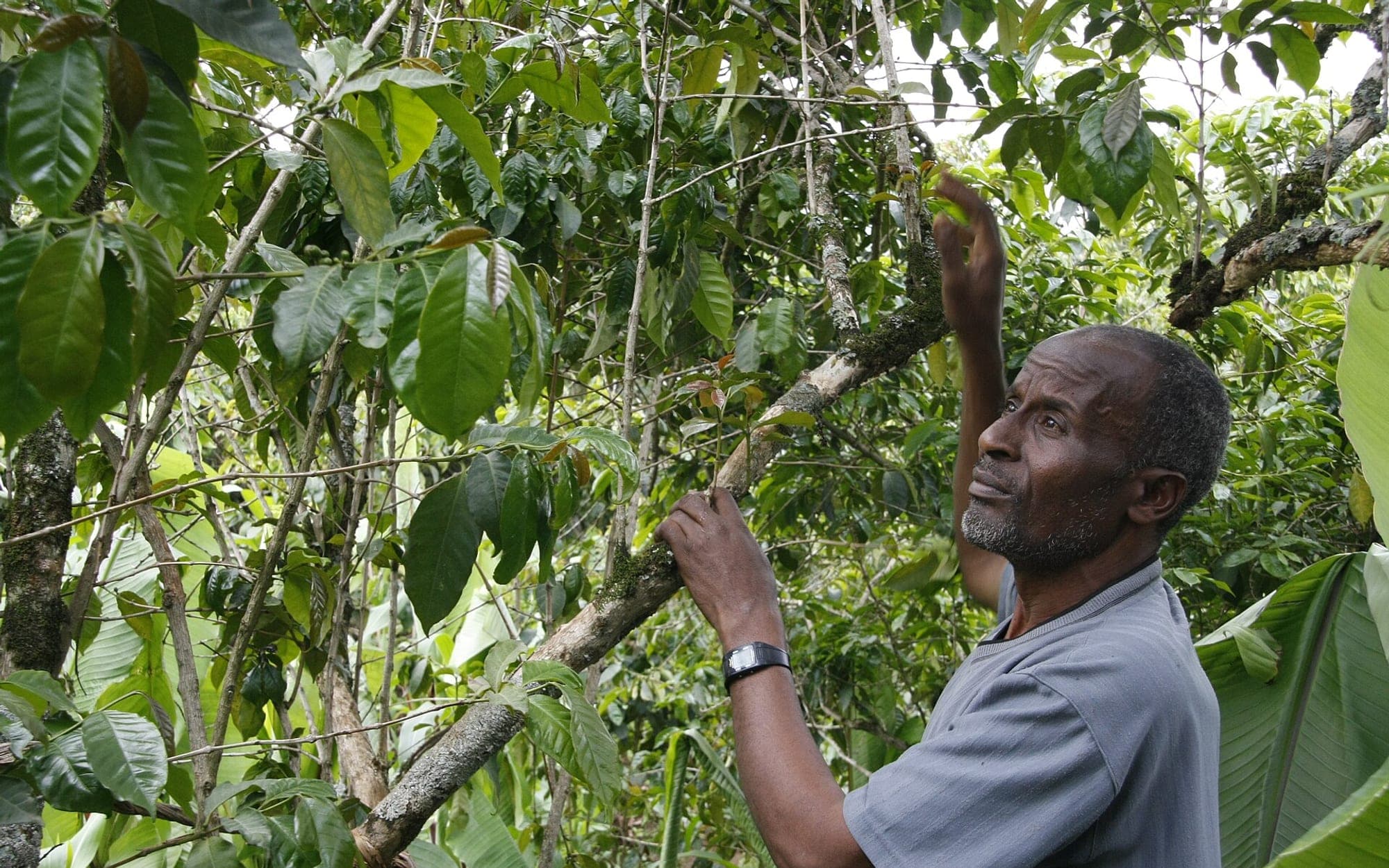 Produce being inspected by hand for condition